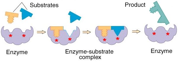 Enzyme Substrate And Product Chart